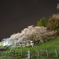 夜桜