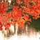 庭園の紅葉