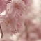 雨のしだれ桜