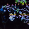 弘前桜祭り100周年