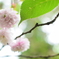 八重桜