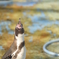 絶叫ペンギン