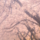 土手の桜並木