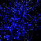 blue-snow