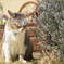 My Cat 2