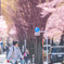 桜舞う交差点