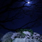 お堀の夜桜2018