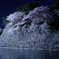 お堀の夜桜2018 ３