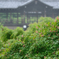 東福寺１　～新緑の京都シリーズ～