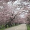 桜…到着