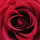 薔薇