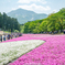 秩父　芝桜１