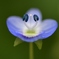 オオイヌノフグリ