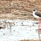 小雨に濡れて何思う
