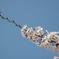 一枝の桜