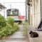 扇町駅の猫