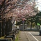 道端の桜（撮って出し）