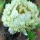 Clover