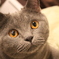 猫可愛すぎ問題