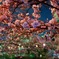 桜　夜景