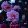 photo_7757519