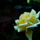 pale yellow rose