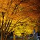 東京ドームの紅葉ライトアップ