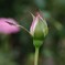 薔薇のつぼみ