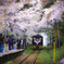 桜とストーブ列車