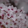 2018桜①