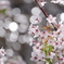 2018桜③