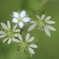 小さな花はチョウカイフスマ  他はハコベラ