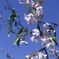 五月の桜②