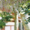 Japanese wisteria Ⅱ 