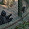 ラグナン動物園-4