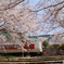 特急「やくも」と桜　
