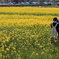 なの花を撮る