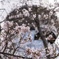 東明公園 桜1
