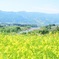 春