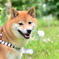 いちまつ