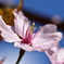 風に怯える花。