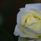 純白の薔薇