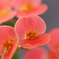 花キリン