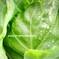 『Cabbage*.+ﾟ』