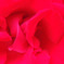 ピンクのバラ　芳純