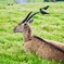 アフリカンサファリ  エランド