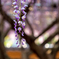 藤の花