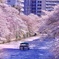 目黒川の桜