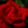 Red Queen
