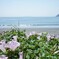 ハマヒルガオの咲く浜